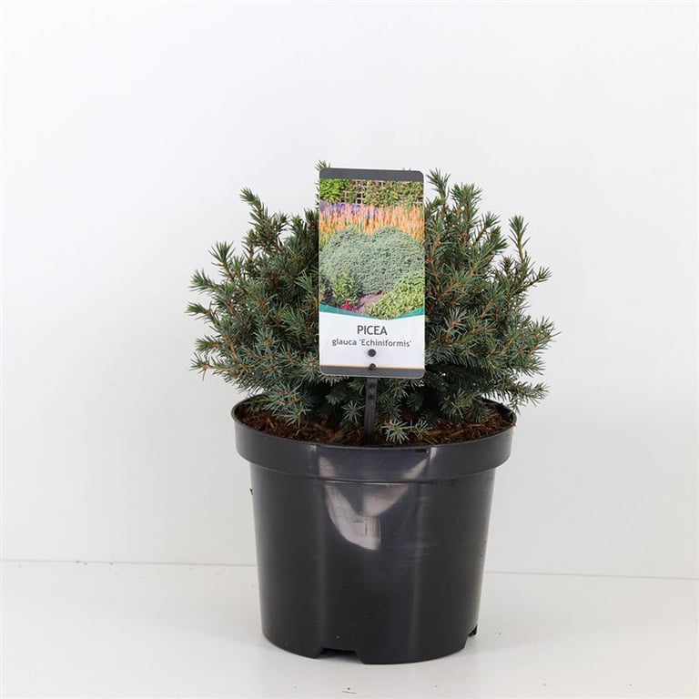 Ель канадская Эхиниформис